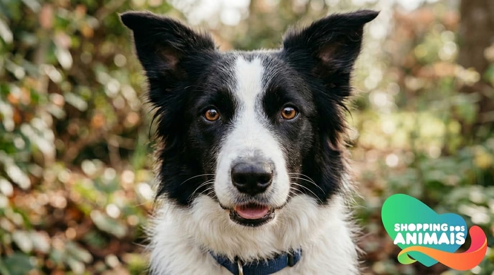 Personalidade do Border Collie: O guia completo da raça